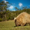 Vombat obecny - Vombatus ursinus - Common Wombat o6614